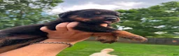 Rottweiler dogs for sale: Rottweiler 1 - Ad 1