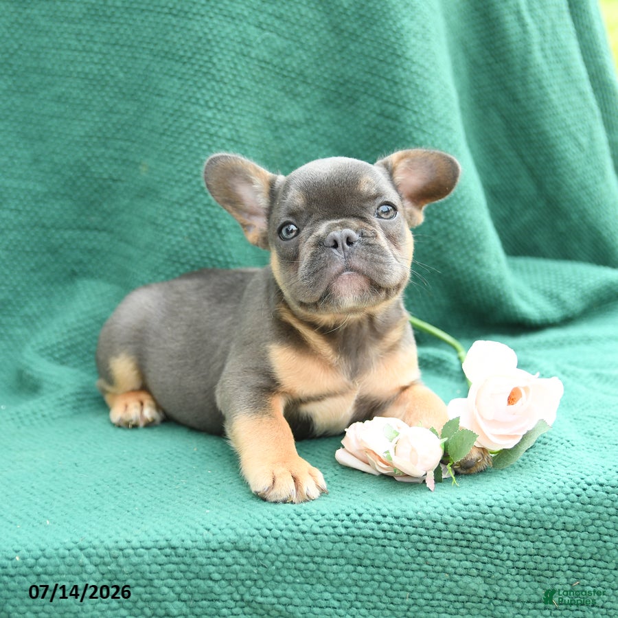 French Bulldog dogs Dennis - Ad 1