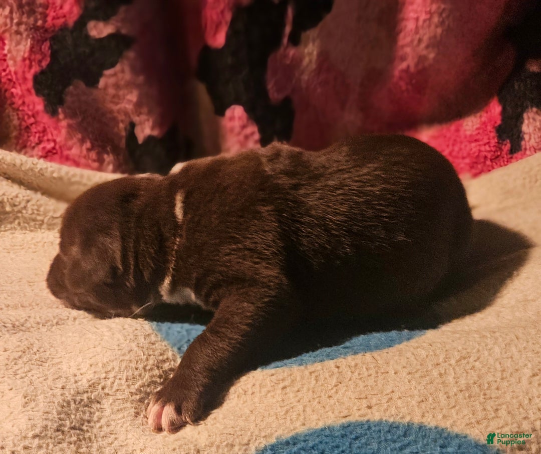 Border Collie dogs for sale: Bailey - Ad 10