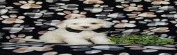 Cockapoo dogs for sale: Bronson Hypoallergenic - Ad 3