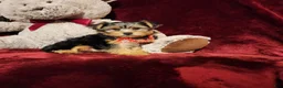 Yorkshire Terrier dogs for sale: CHLOE - Ad 9