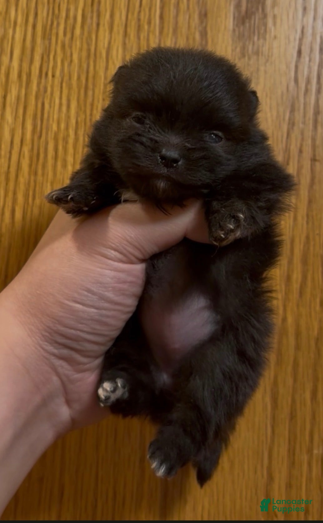 Pomeranian dogs Gabi - Ad 3