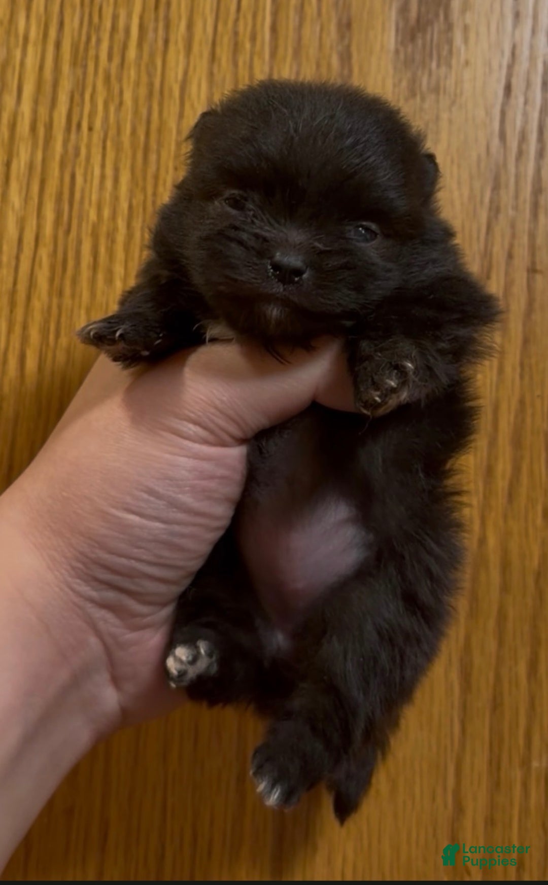 Pomeranian dogs for sale: Gabi - Ad 1