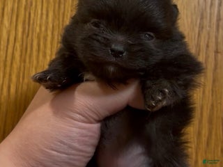 Pomeranian dogs Gabi - Ad 5