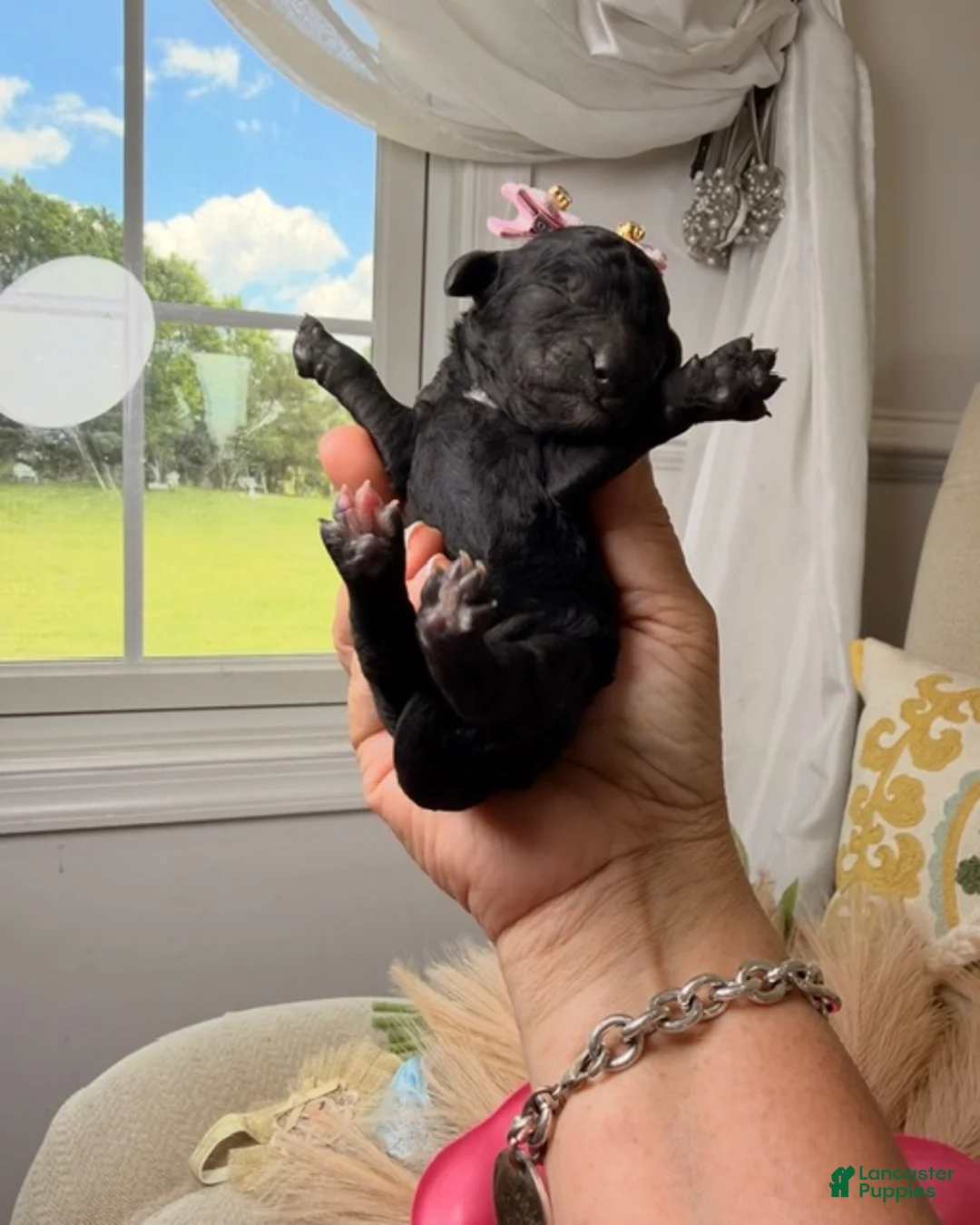 Standard Poodle dogs for sale: Beauty  - Ad 2