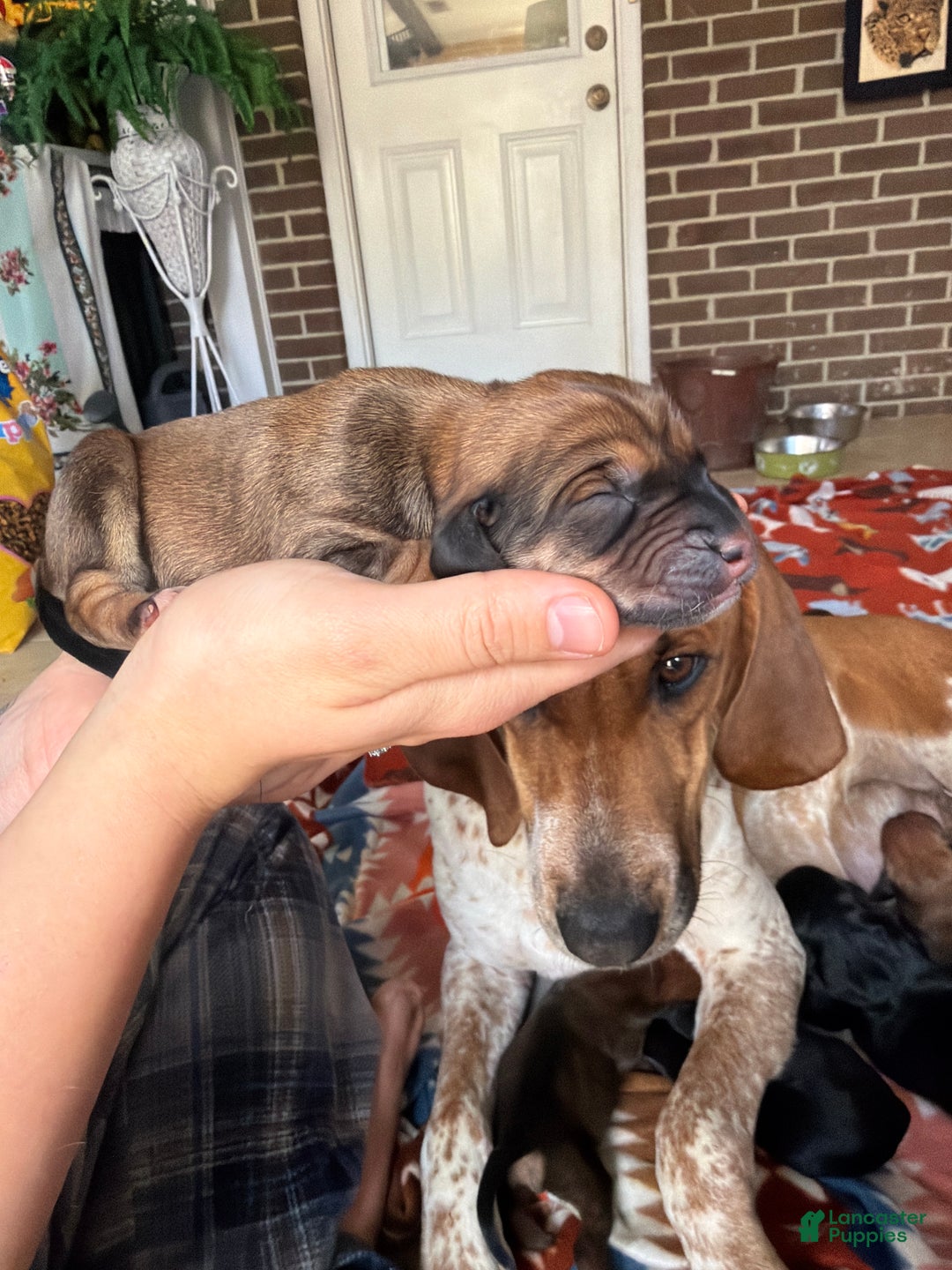 Mixed Breed dogs for sale: Bailey - Ad 1