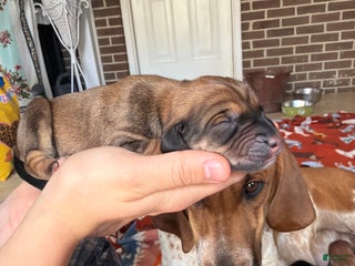 Mixed Breed dogs Bailey - Ad 1