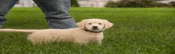 Golden Retriever dogs for sale: Chloe - AKC  - Ad 5