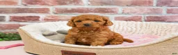 Cavapoo dogs for sale: Chanel - Ad 5