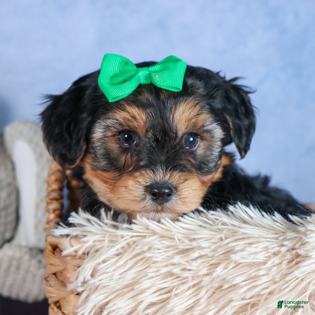 Yochon dogs for sale: MAX - Ad 19