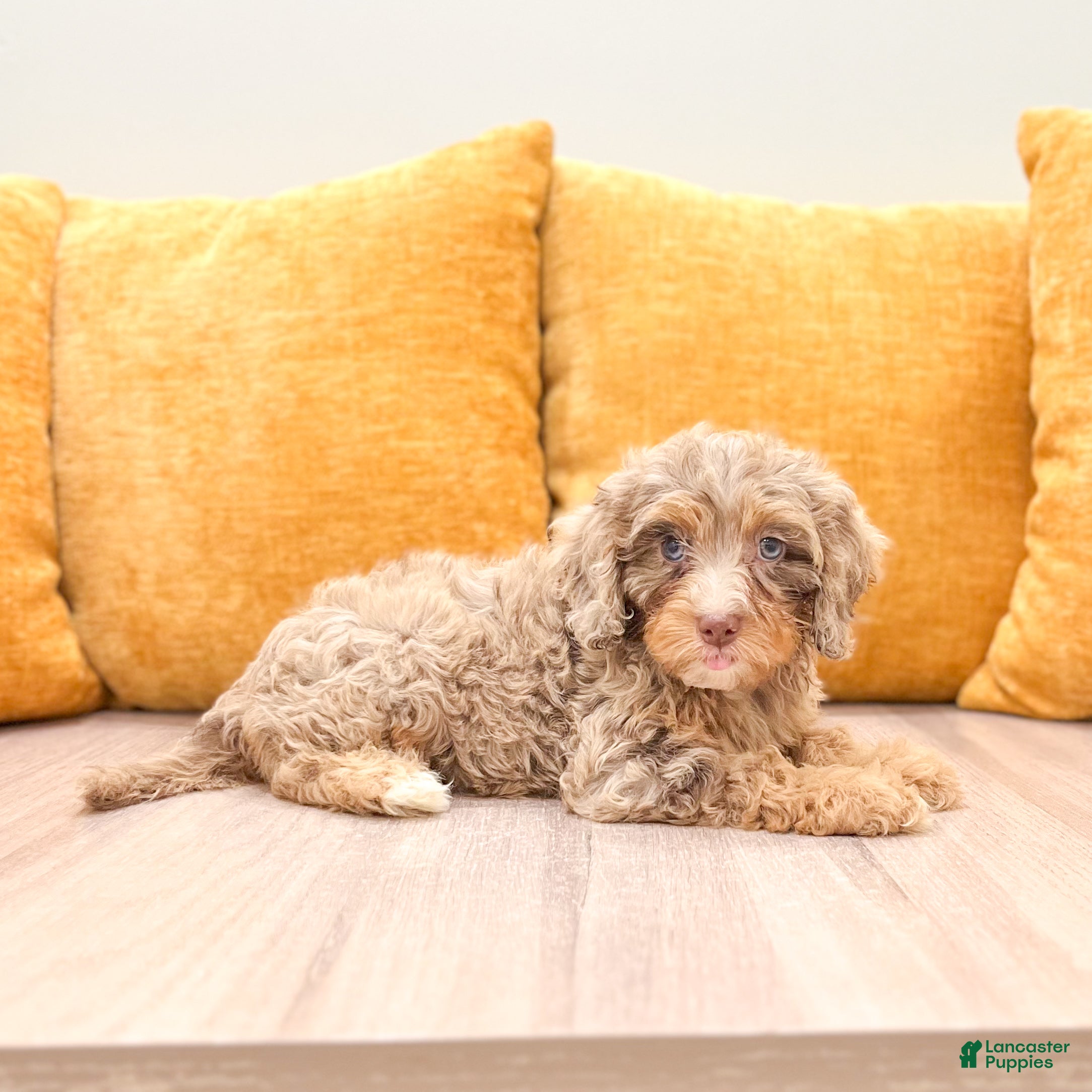 Cavapoo dogs Bitzy - Ad 1