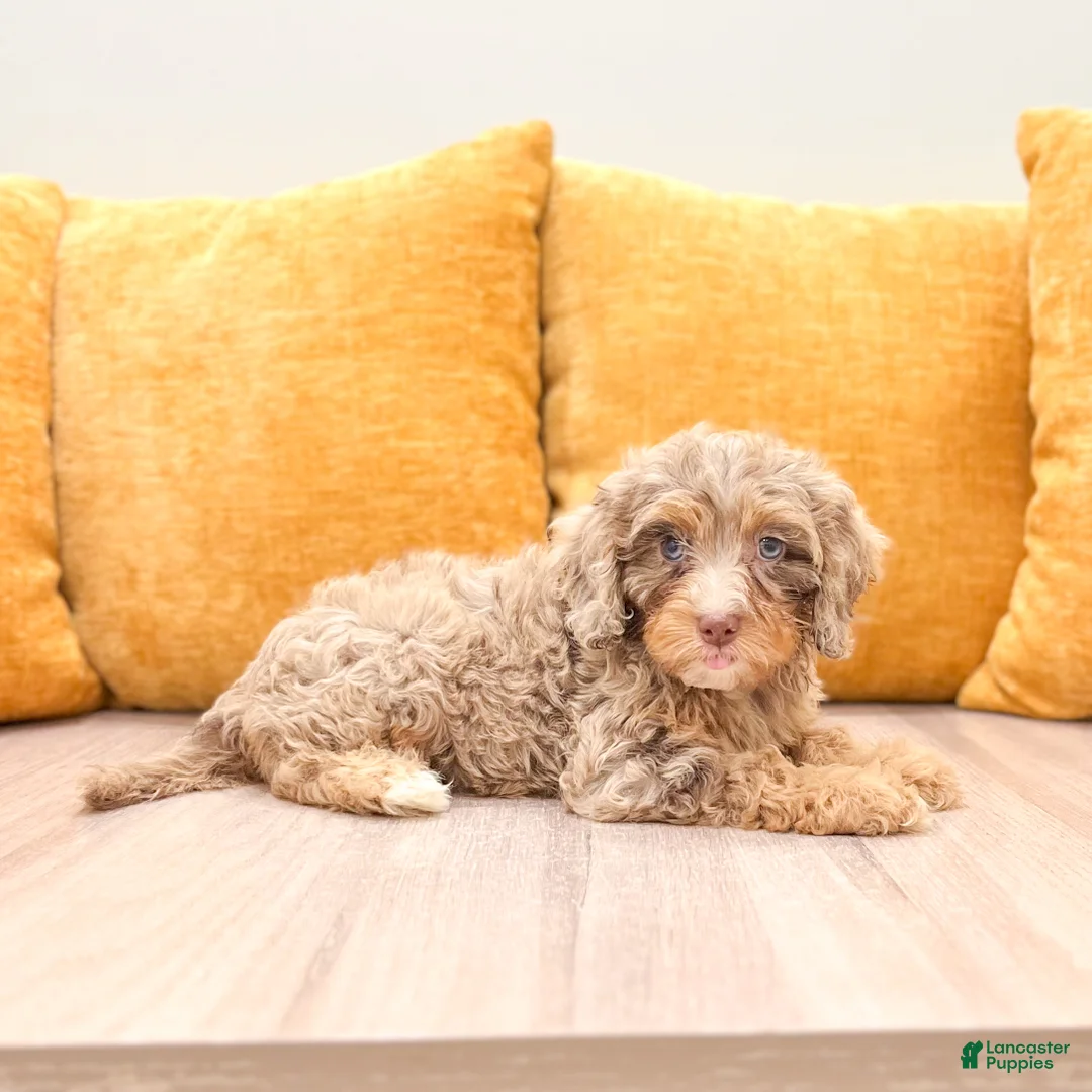 Cavapoo dogs for sale: Bitzy - Ad 1