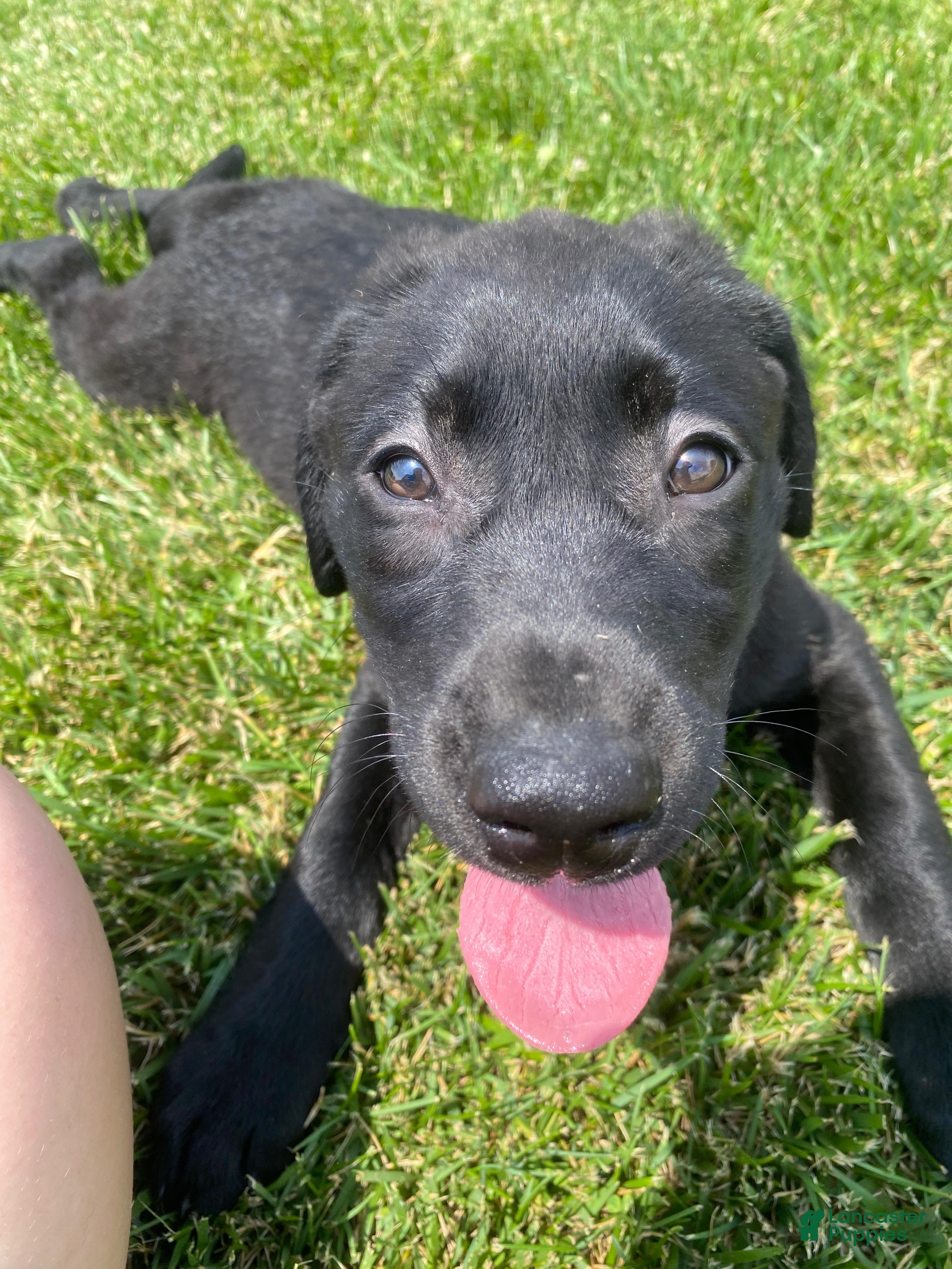 Mixed Breed dogs Mixed Breed 6 - Ad 23
