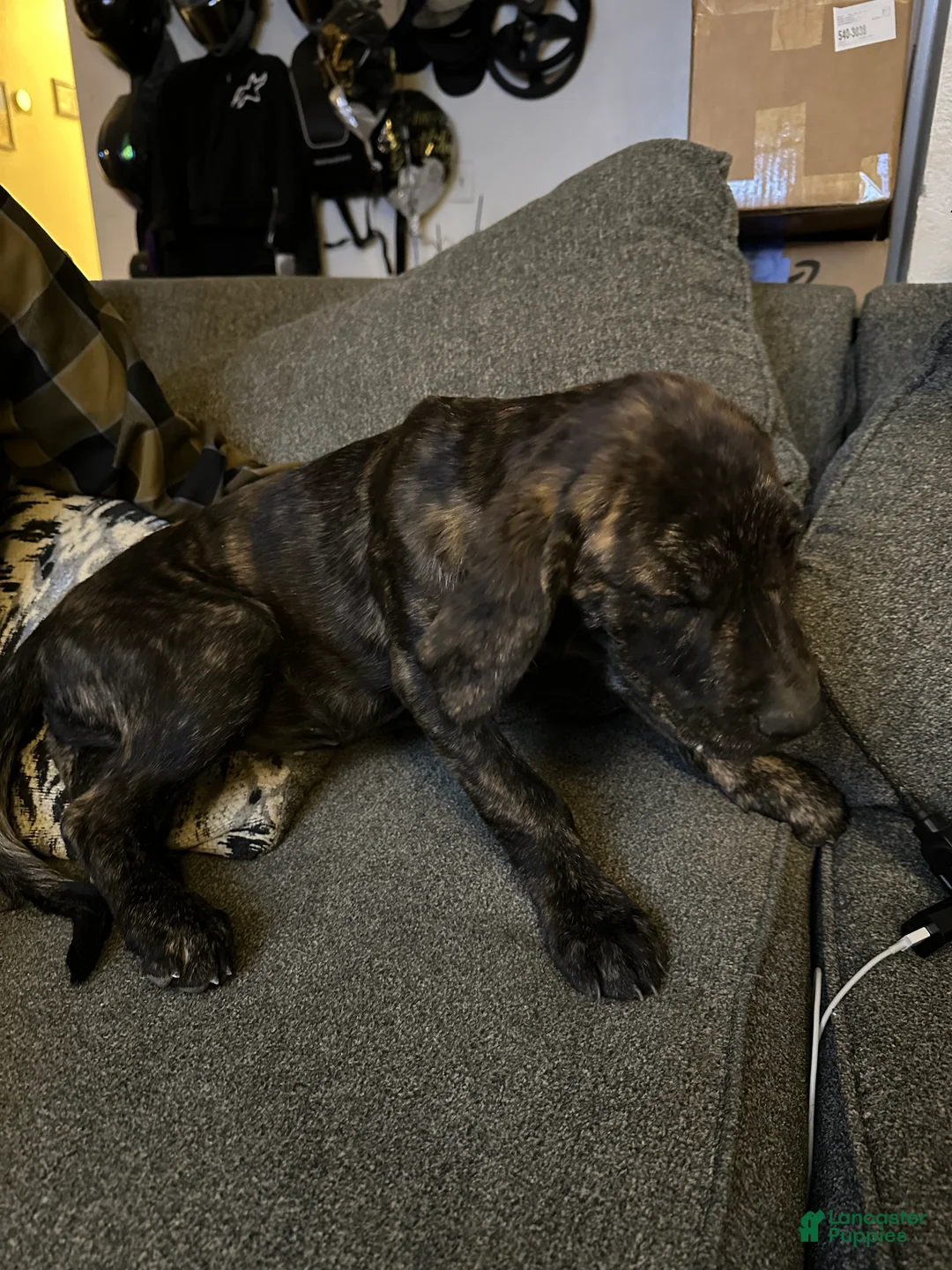 Mixed Breed dogs for sale: Willow - Ad 2
