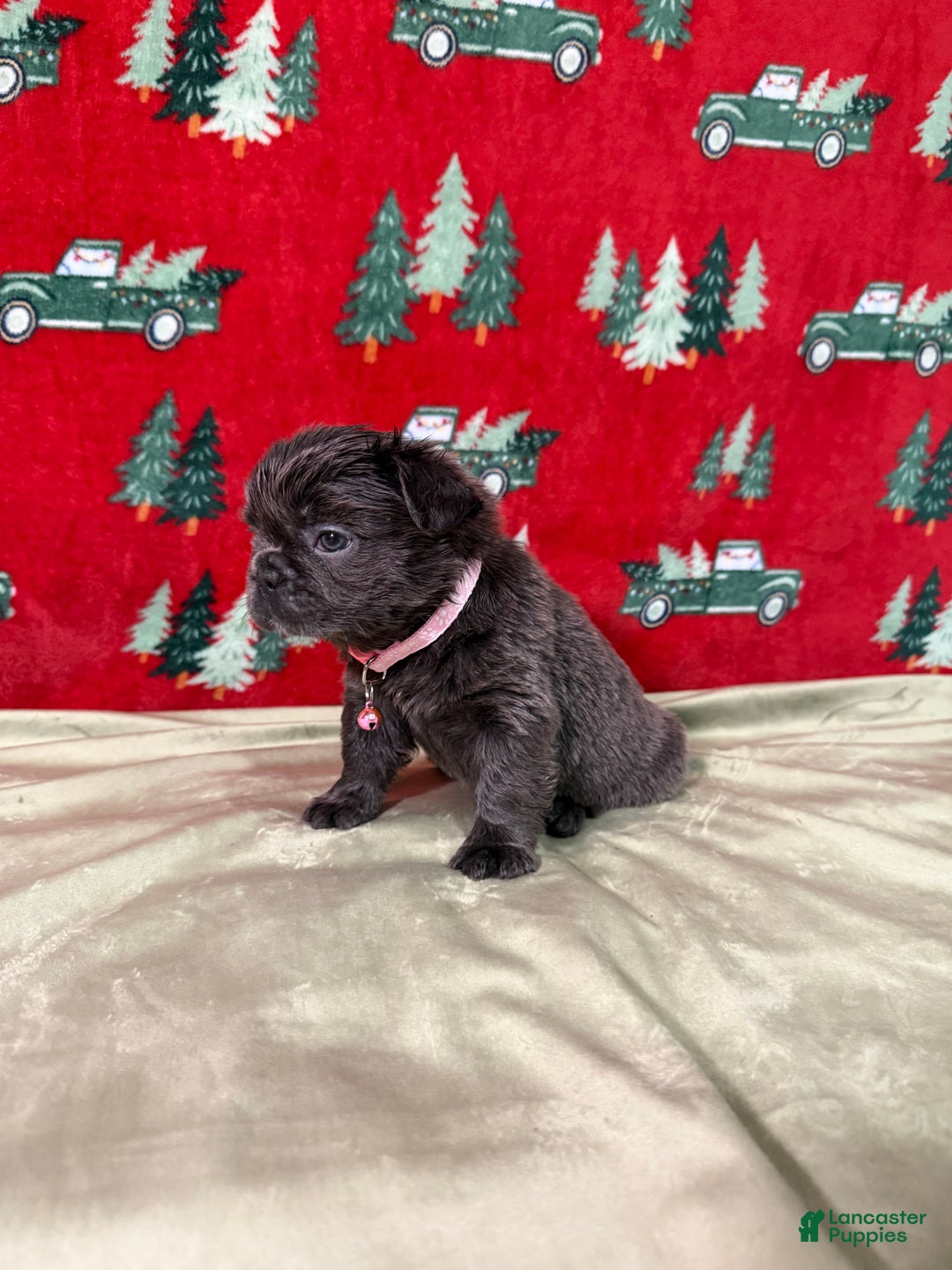 French Bulldog dogs for sale: 💗 Joy - Ad 5