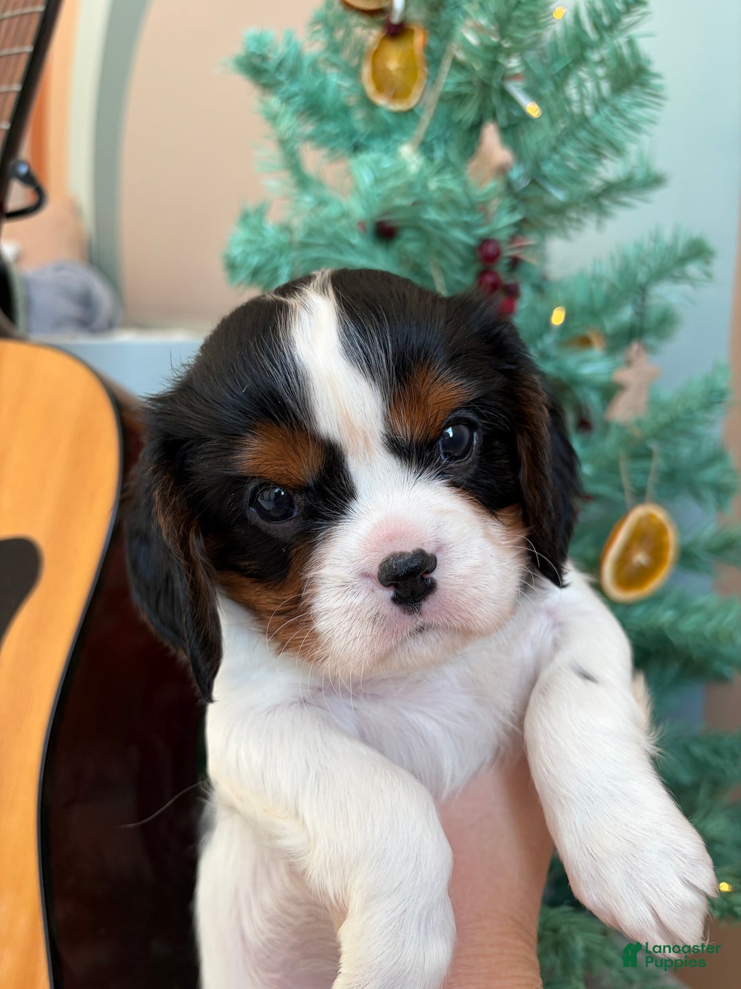 Cavalier King Charles Spaniel dogs for sale: Charlie - Ad 8