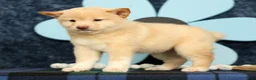 Shiba Inu dogs for sale: Krissy - Ad 9
