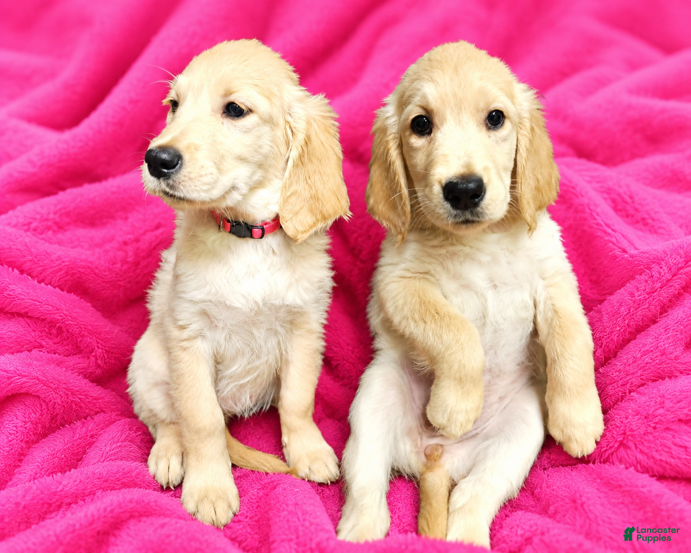 Golden Retriever dogs Golden Retriever 3 - Ad 1