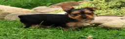 Yorkshire Terrier dogs for sale: Dolly - Ad 7