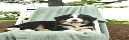 Mixed Breed dogs for sale: Rain  - Ad 5