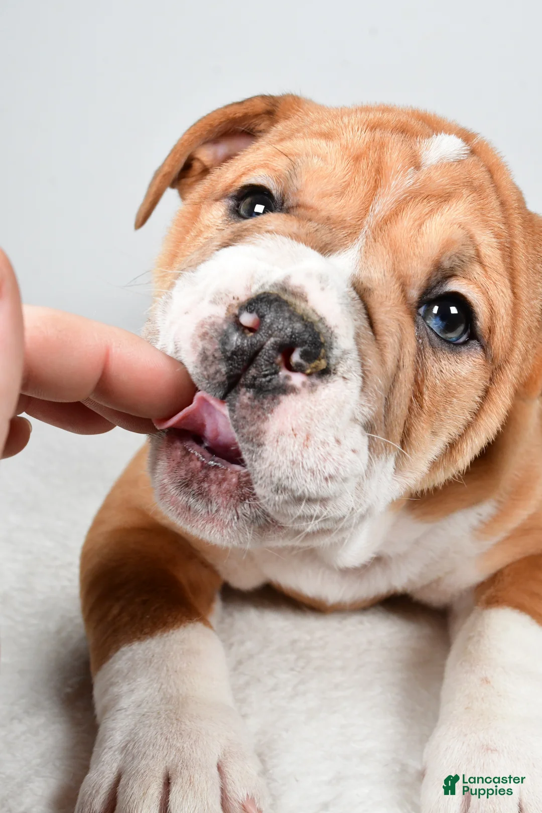 Beabull dogs for sale: Tanner - Ad 5