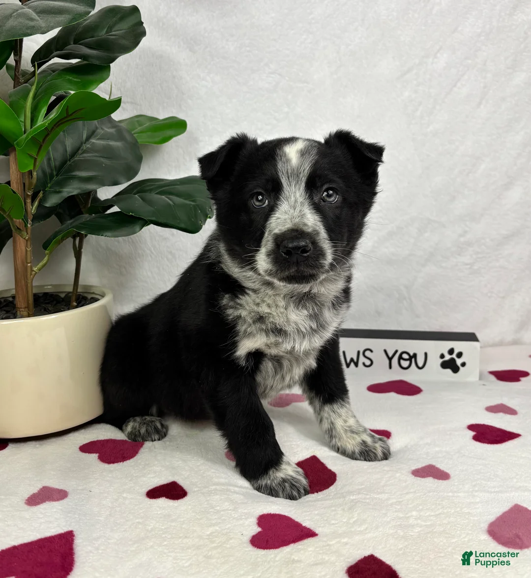 Mixed Breed dogs for sale: Marco - Ad 2