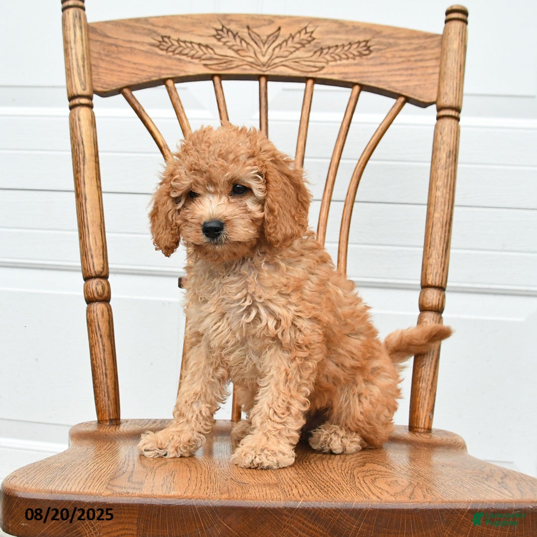 Cockapoo dogs for sale: Faith - Ad 15
