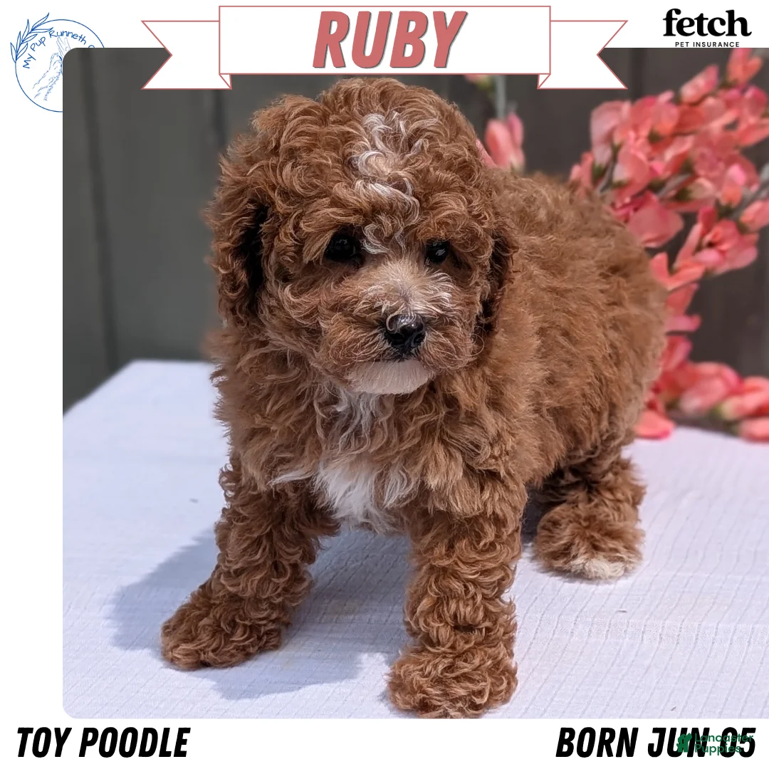 Miniature Poodle dogs for sale: Ruby - Ad 1