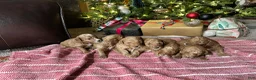 Mini Goldendoodle dogs for stud: Benny - Ad 4