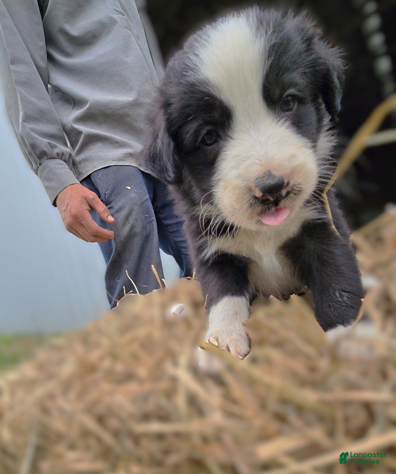 Border Collie dogs Border Collie Puppy 3 Oscar - Ad 23