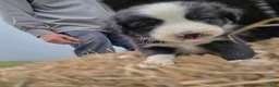 Border Collie dogs for sale: Border Collie Puppy 3 Oscar - Ad 1