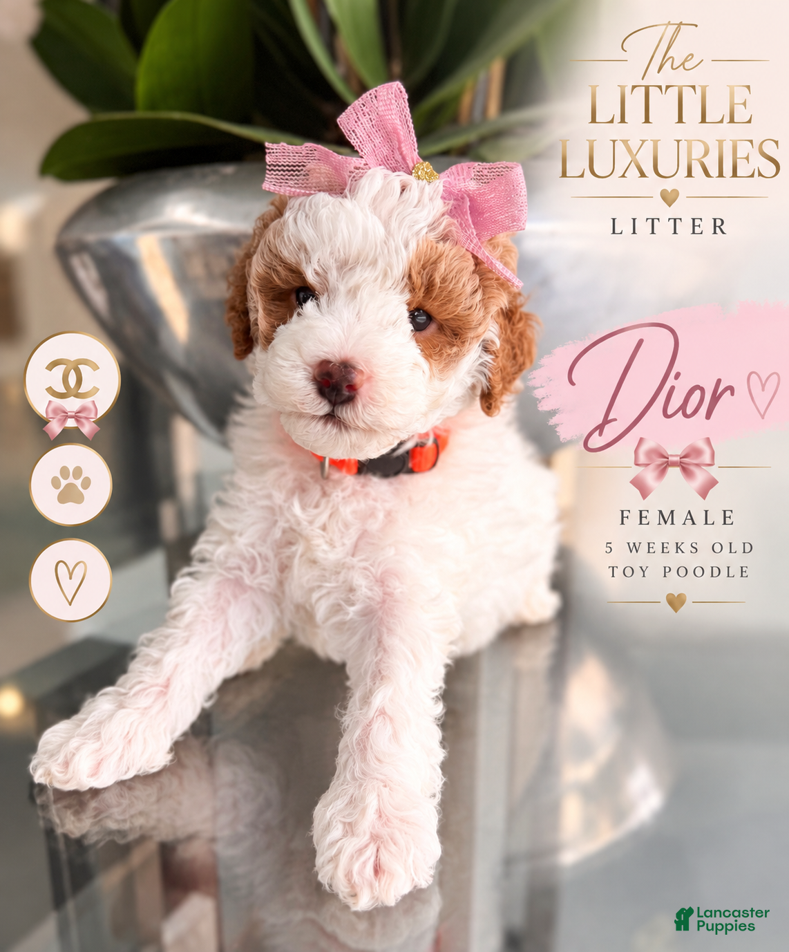 Miniature Poodle dogs for sale: Miniature Poodle 2 - Ad 2