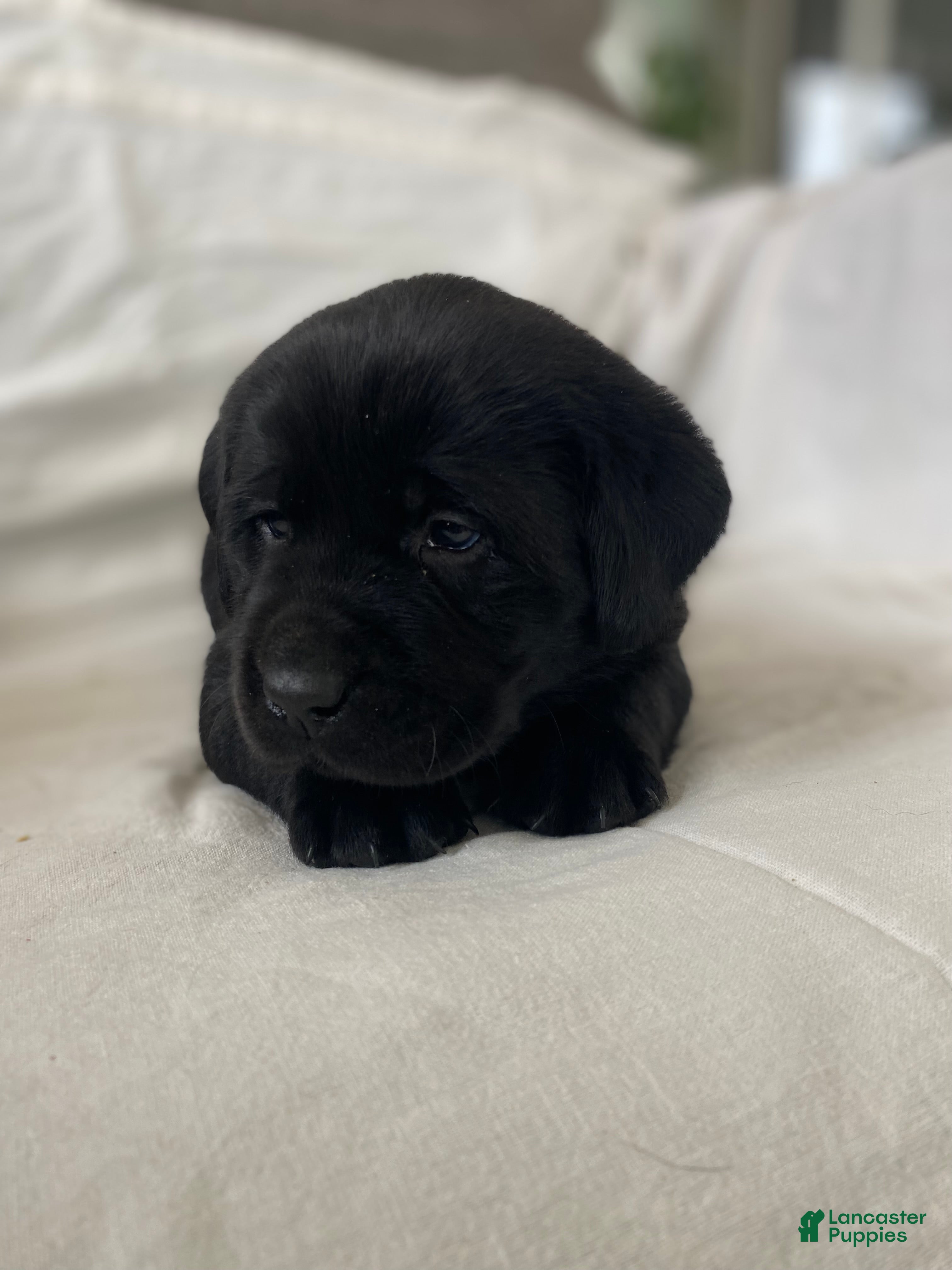 Labrador Retriever dogs Luna - Ad 2