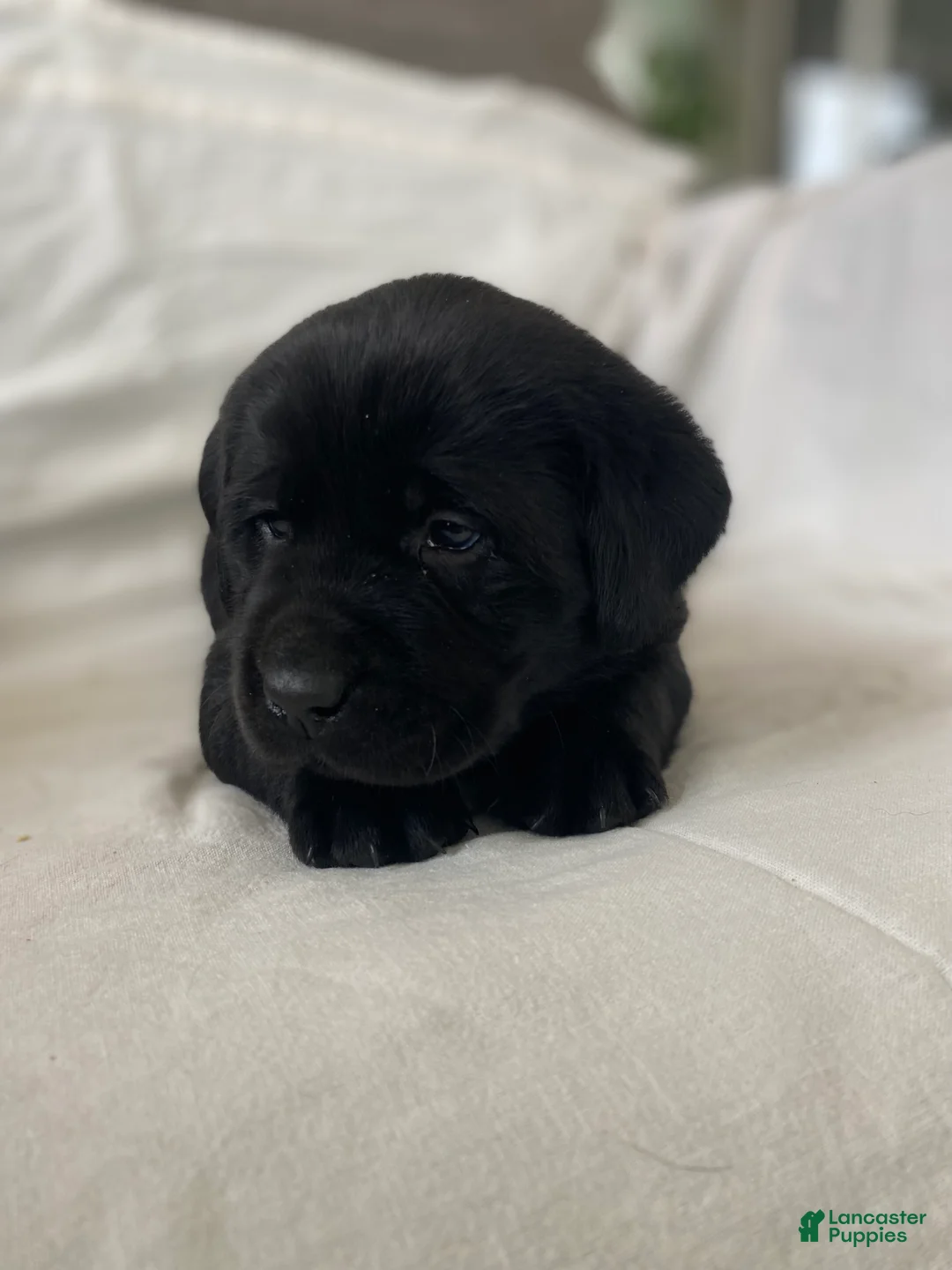 Labrador Retriever dogs for sale: Luna - Ad 2