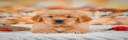 Golden Retriever dogs for sale: Willow - Ad 12