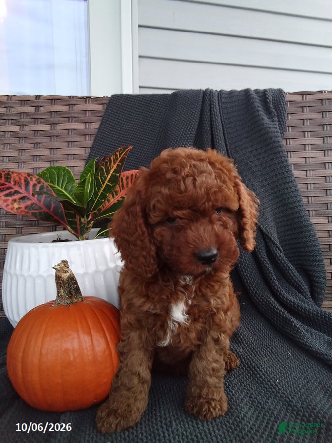 Mixed Breed dogs Elijah - Ad 1