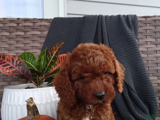 Mixed Breed dogs for sale: Elijah - Ad 1