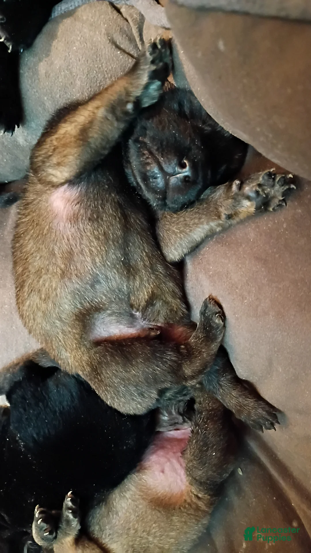 Mixed Breed dogs for sale: Mixed Breed Puppy 2 - Ad 4