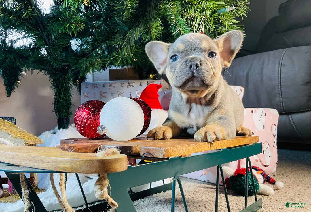 French Bulldog dogs for sale: Winston  - Ad 2