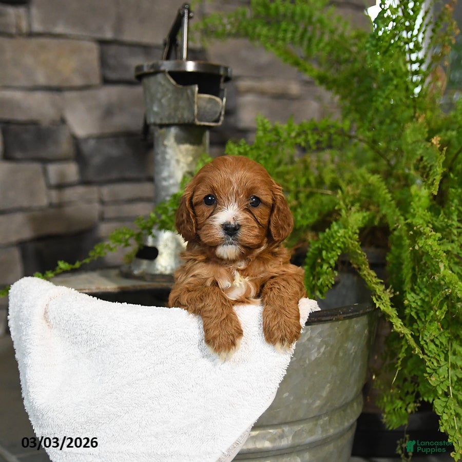 Cavapoo dogs Tootsie - Ad 1
