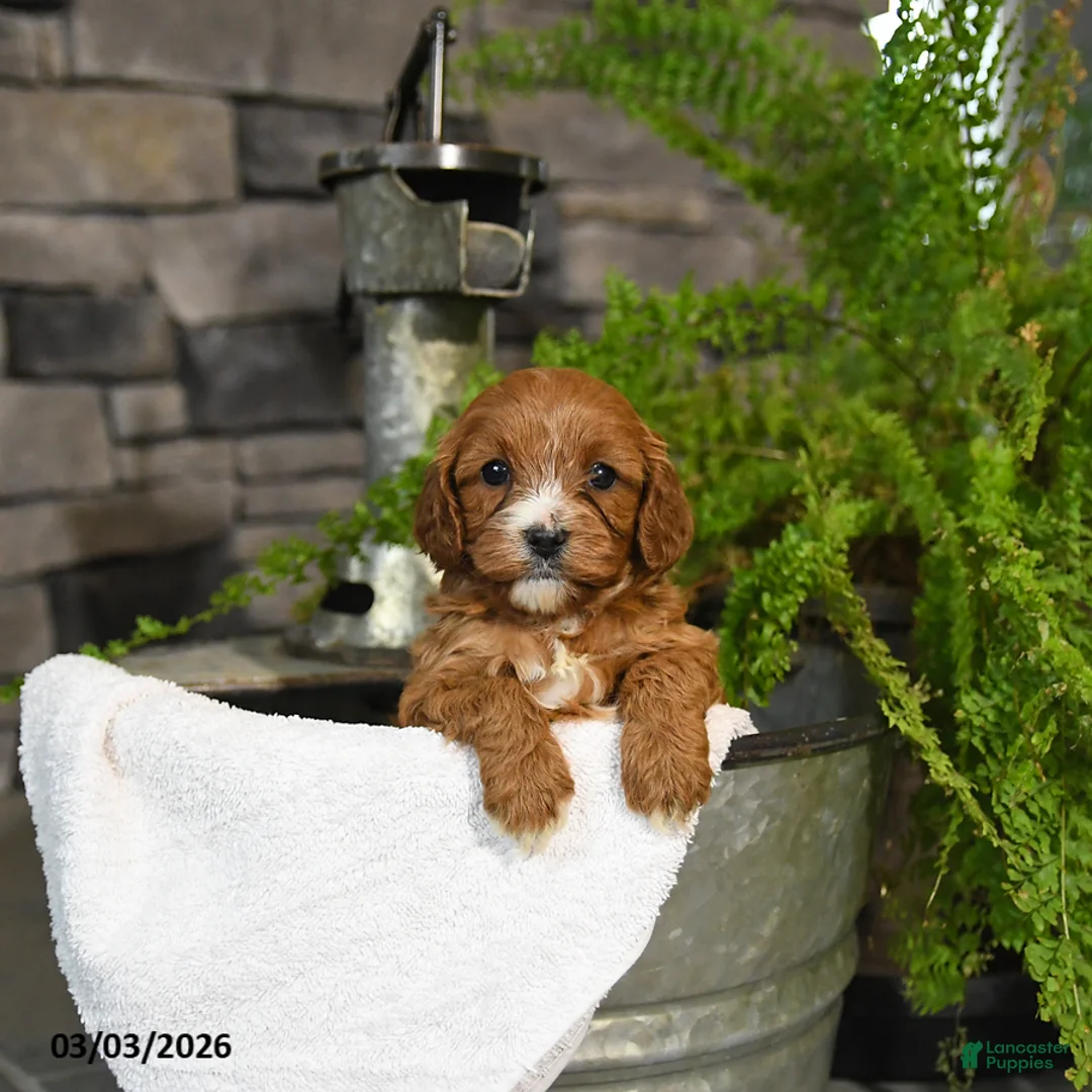 Cavapoo dogs for sale: Tootsie - Ad 1
