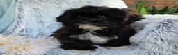 Shihpoo dogs for sale: Lenny - Ad 19