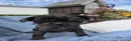 Pug dogs for sale: Pug Puppy 1 - Ad 3
