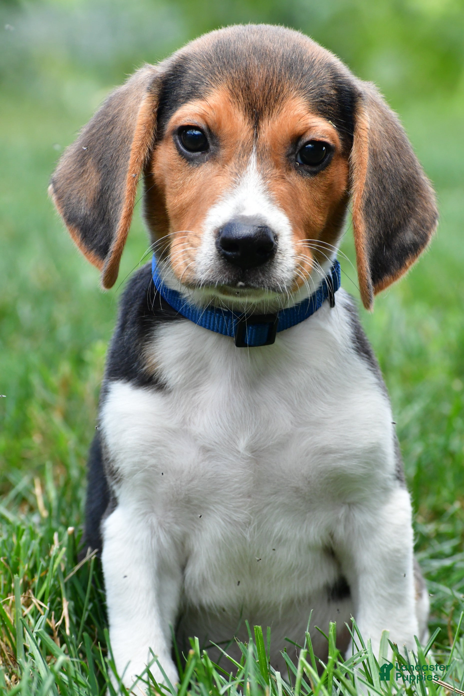 Beagle dogs for sale: Bo - Ad 1