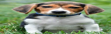 Bo