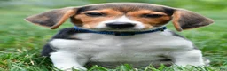 Beagle dogs for sale: Bo - Ad 1