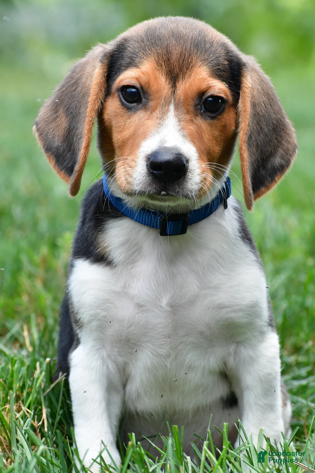 Beagle dogs for sale: Bo - Ad 1