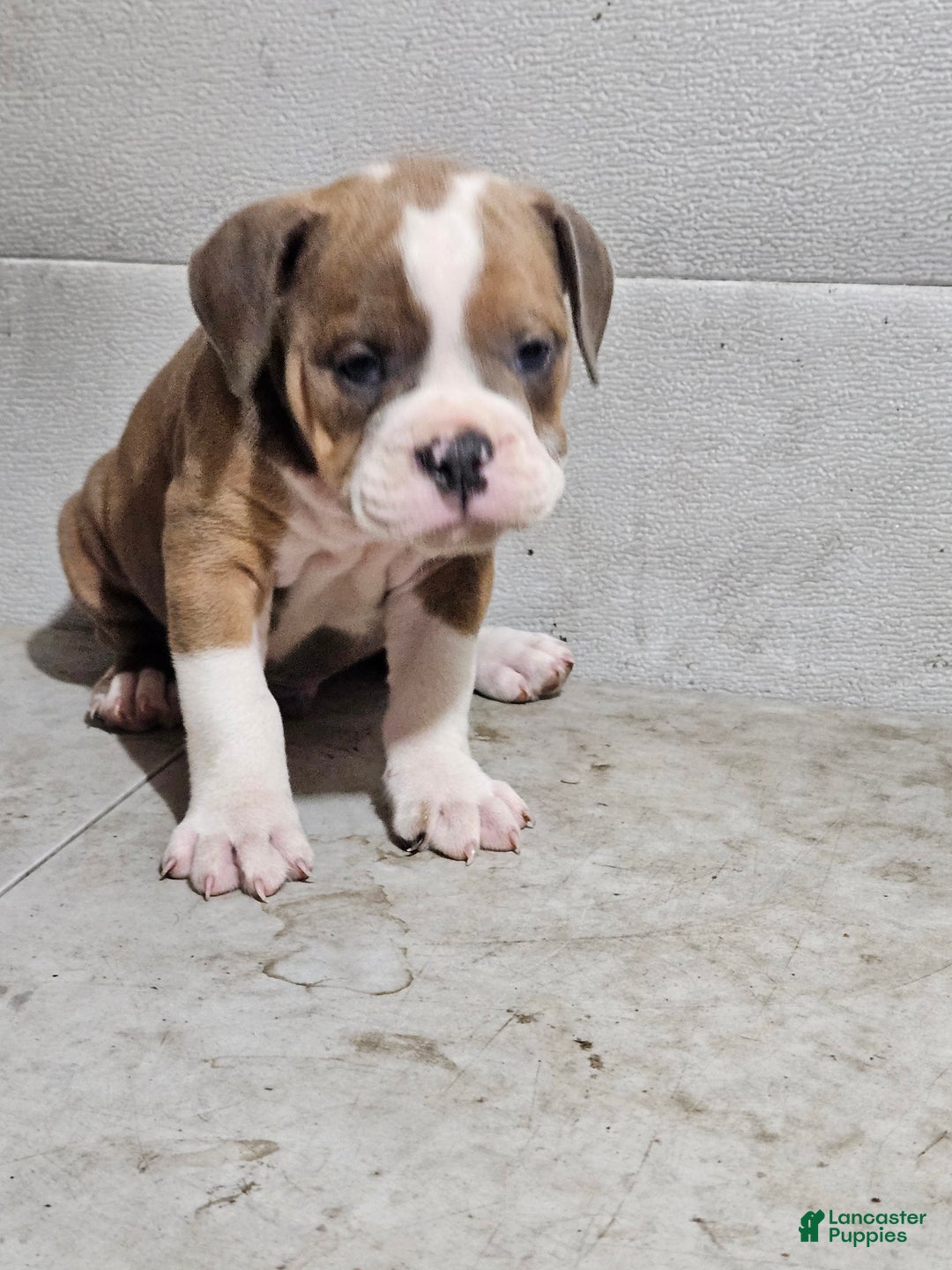 Bulldog Pup Olde English Bulldogge Stud Service Brindle English