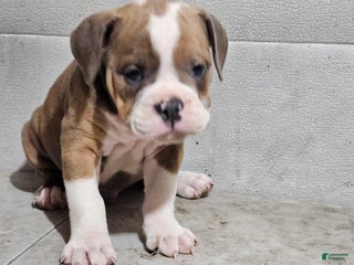 Olde English Bulldogge dogs - Ad 1