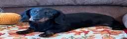 Miniature Dachshund dogs for sale: Gabe - Ad 3
